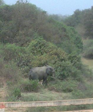Een wilde olifant, langs de hoofdweg